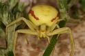 Misumena_vatia_D5021_Z_89_Les Gris_Frankrijk